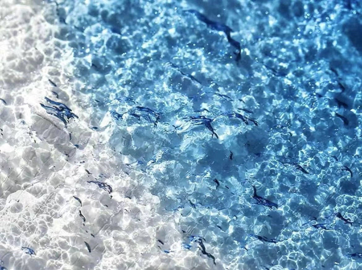 Toyo-Sasaki Seiro Series Glass Plate