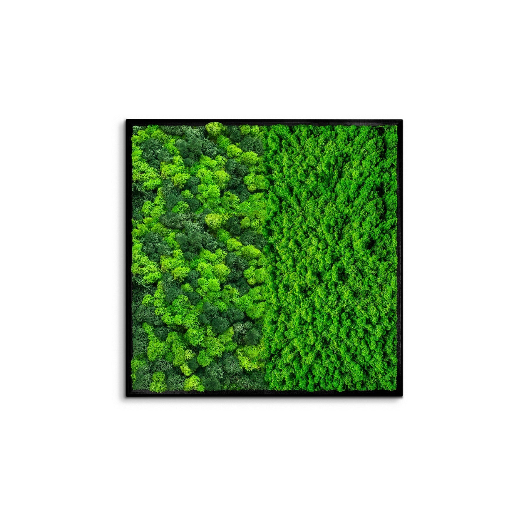 Preserved Moss Wall Art — Half Square Frame | Framed Botanical Décor