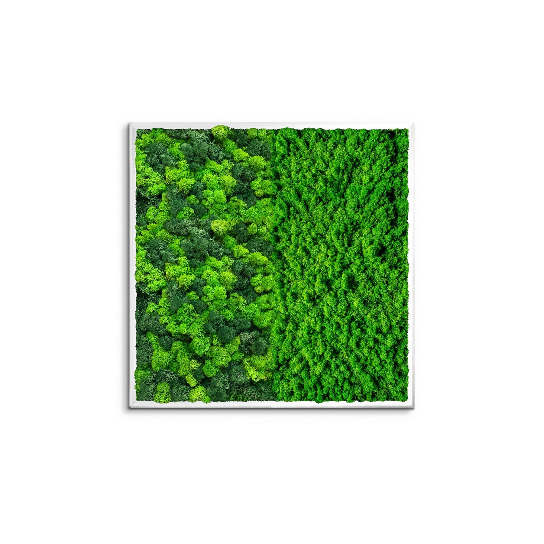 Preserved Moss Wall Art — Half Square Frame | Framed Botanical Décor