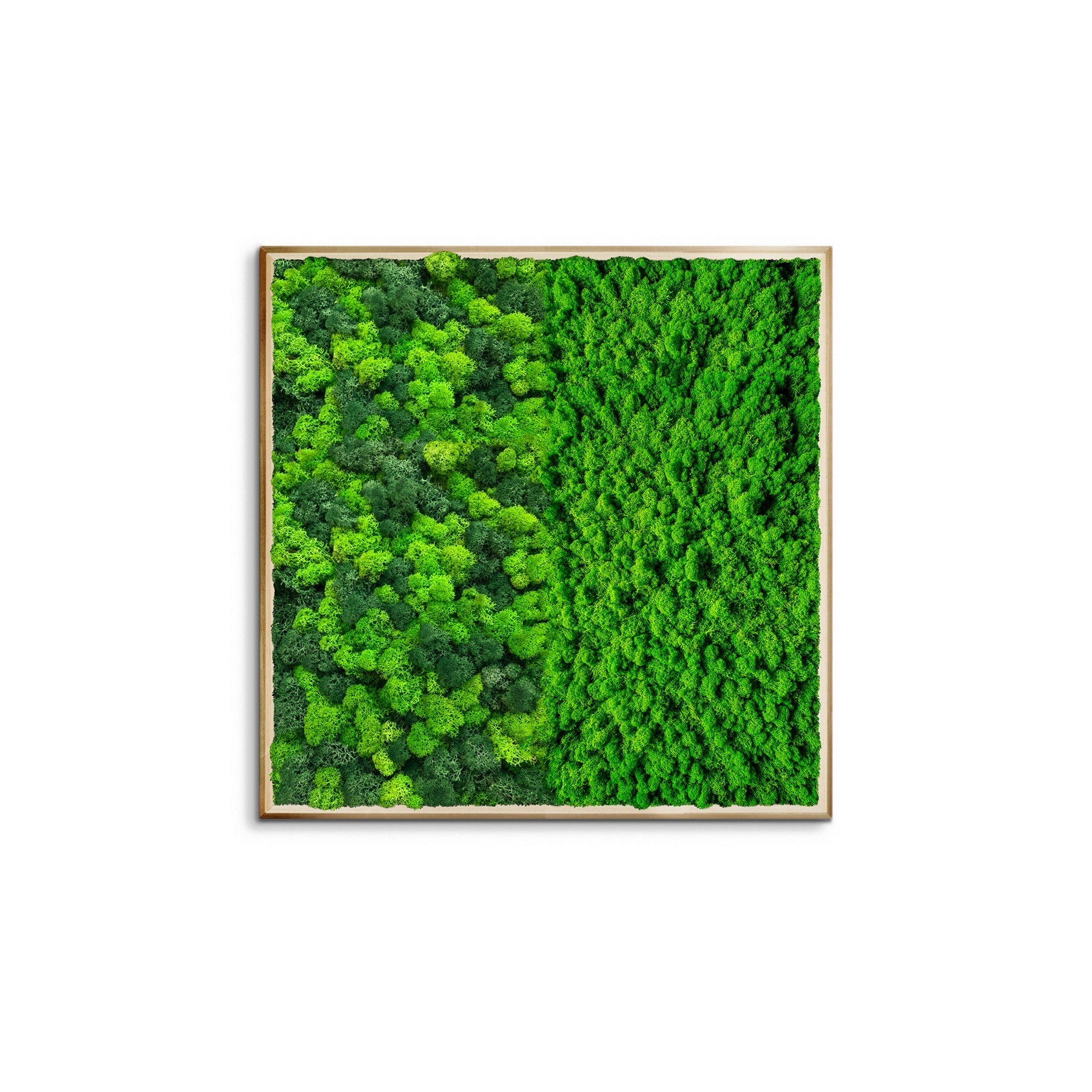 Preserved Moss Wall Art — Half Square Frame | Framed Botanical Décor