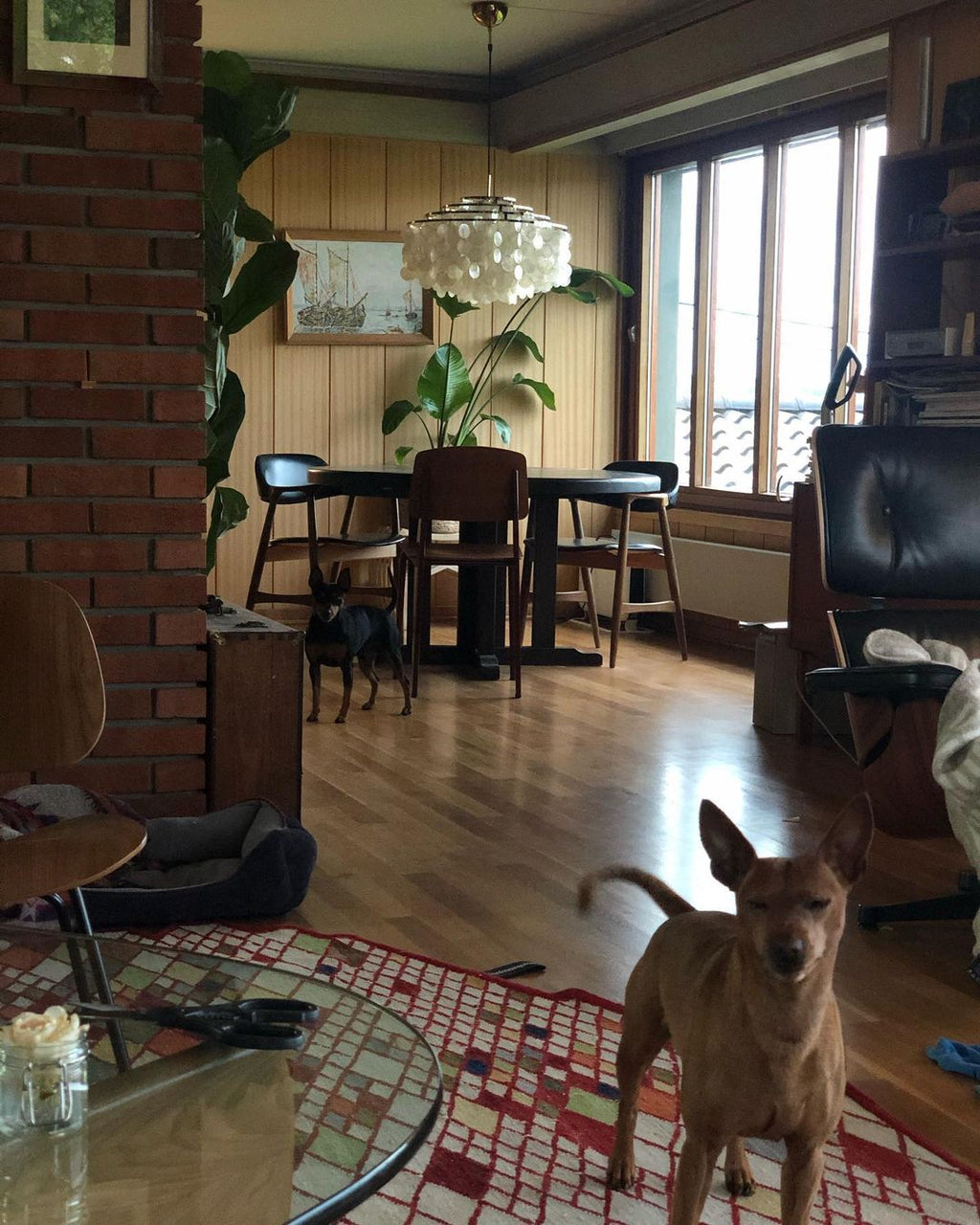 Seashells Pendant Light