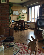 Seashells Pendant Light