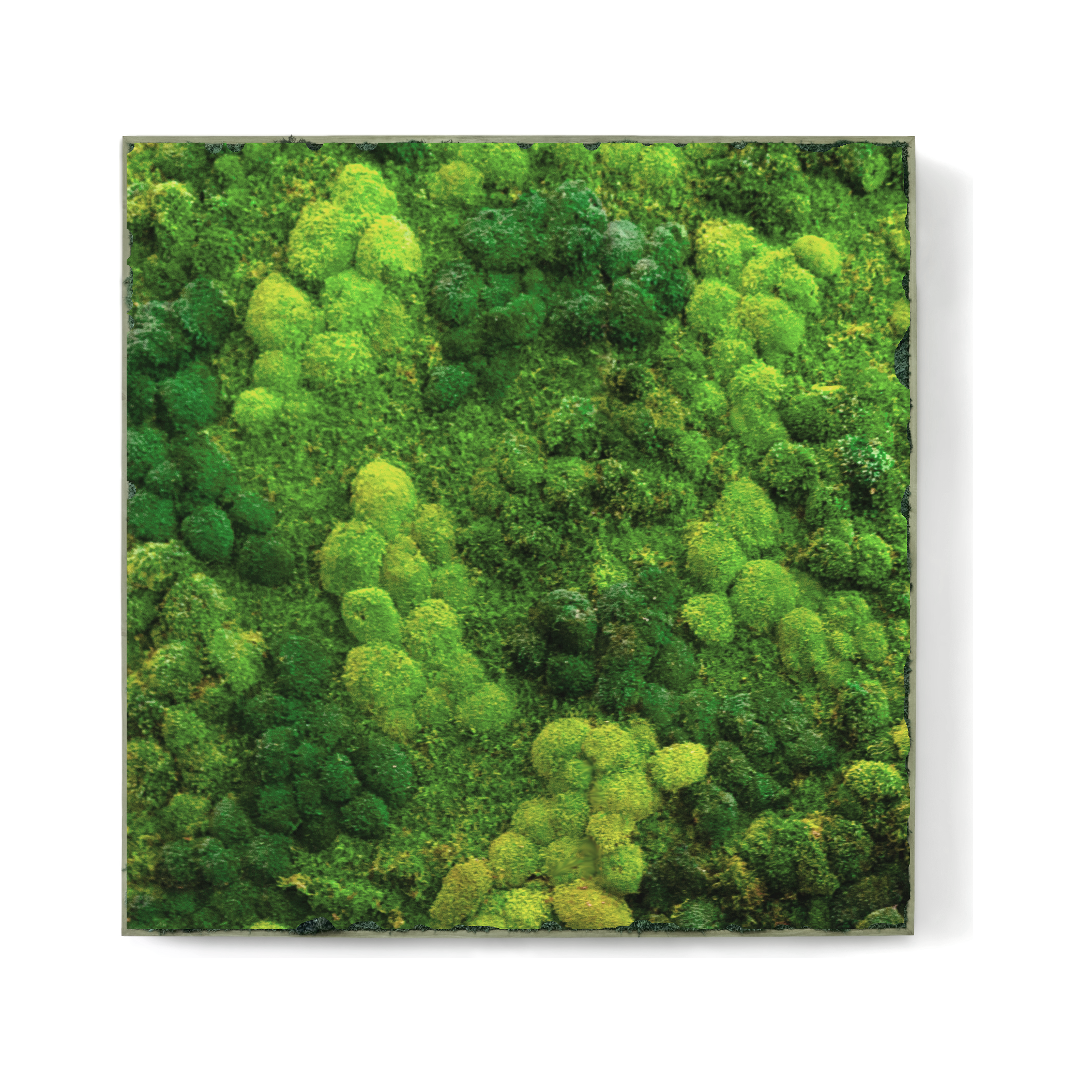 Moss Wall Preserved High Profile Moss in Gray Frame